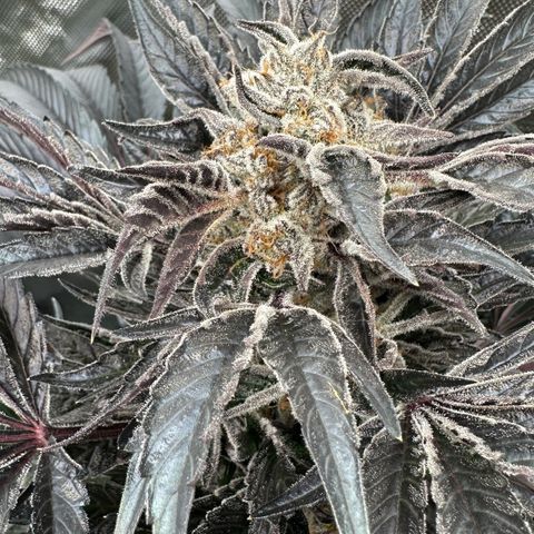 Misc x (LA Kush x Zkittles) #37 42.26g growlog timeline photo