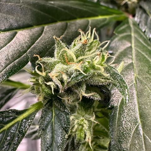 Auto Think Different  #1 growlog timeline photo