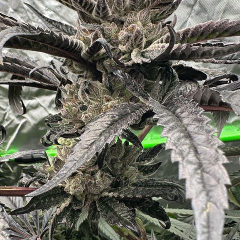 Misc x (LA Kush x Zkittles) #27 33.12g growlog timeline photo