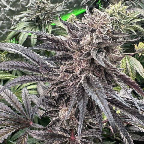 Misc x (LA Kush x Zkittles) #22 34.14g growlog timeline photo