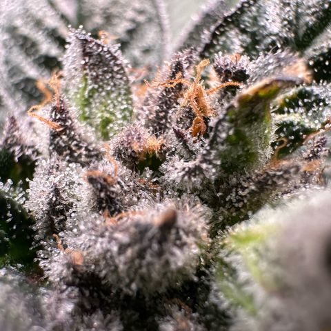 Misc x (LA Kush x Zkittles) #35 28.55g growlog timeline photo