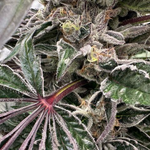 CxLAZ #03 45.52g growlog timeline photo