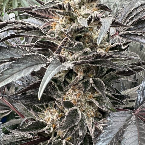 Misc x (LA Kush x Zkittles) #37 42.26g growlog timeline photo
