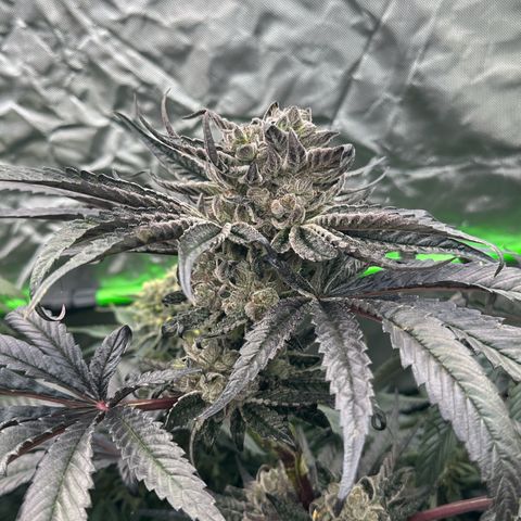 Misc x (LA Kush x Zkittles) #27 33.12g growlog timeline photo