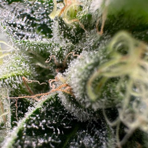 CxLAZ #20 13.7g growlog timeline photo
