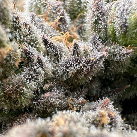 Misc x (LA Kush x Zkittles) #26 60.7g growlog timeline photo