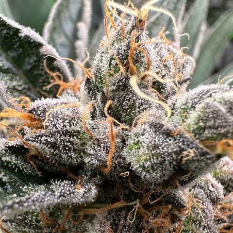 CxLAZ #11 50.28g growlog timeline photo