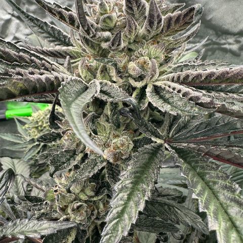Misc x (LA Kush x Zkittles) #27 33.12g growlog timeline photo