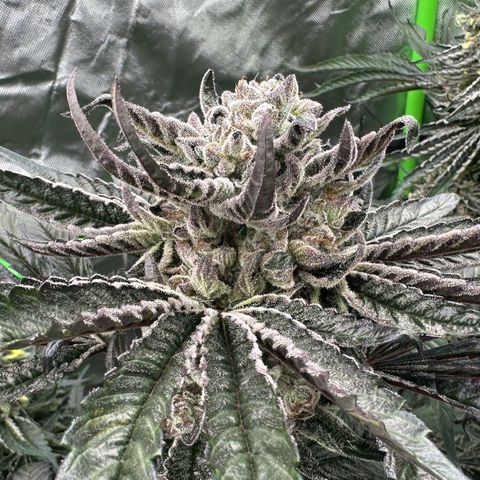 Misc x (LA Kush x Zkittles) #27 33.12g growlog timeline photo