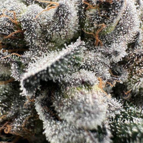 Misc x (LA Kush x Zkittles) #27 33.12g growlog timeline photo