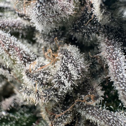 Misc x (LA Kush x Zkittles) #29 25.69g growlog timeline photo