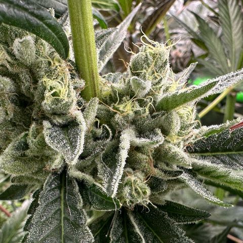 CxLAZ #06 growlog timeline photo