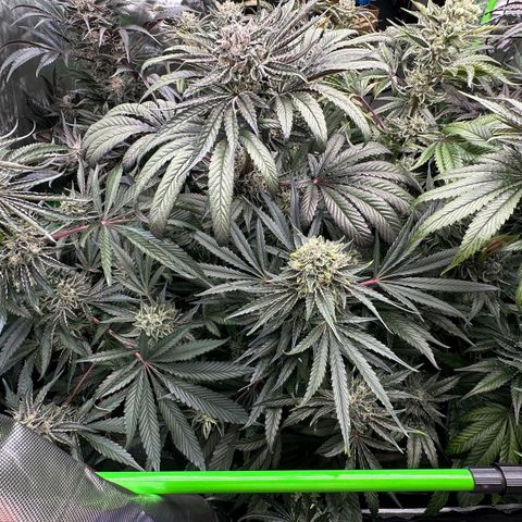 CxLAZ #16 50.72g growlog timeline photo