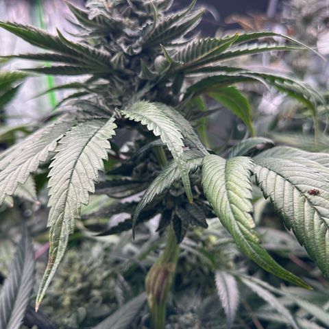 Misc x (LA Kush x Zkittles) #05 growlog timeline photo