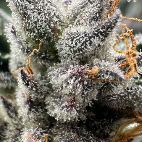 CxLAZ #03 45.52g growlog timeline photo