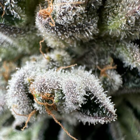 Misc x (LA Kush x Zkittles) #26 60.7g growlog timeline photo