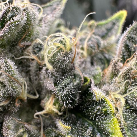 CxLAZ #15 52g growlog timeline photo