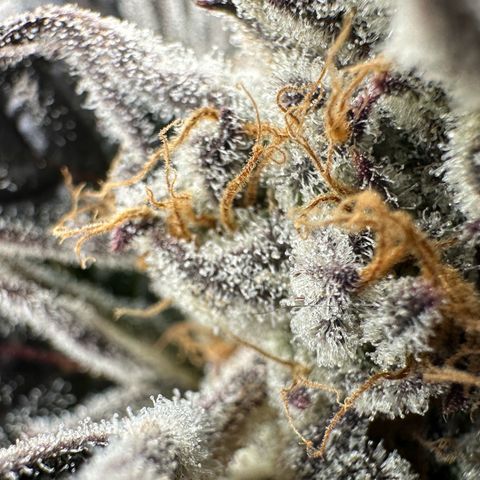 Misc x (LA Kush x Zkittles) #37 42.26g growlog timeline photo