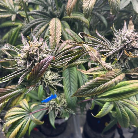 Misc x (LA Kush x Zkittles) #26 60.7g growlog timeline photo