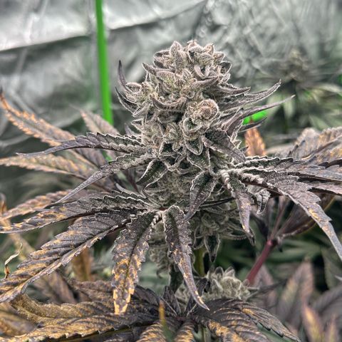 Misc x (LA Kush x Zkittles) #29 25.69g growlog timeline photo