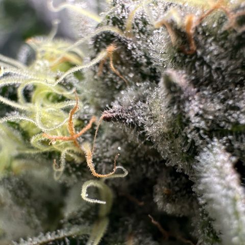CxLAZ #15 52g growlog timeline photo