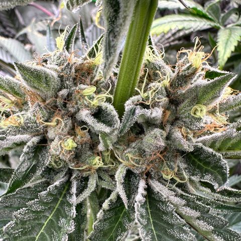 CxLAZ #11 50.28g growlog timeline photo
