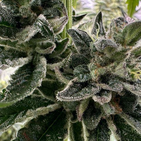 Misc x (LA Kush x Zkittles) #05 growlog timeline photo