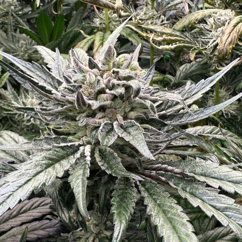 Misc x (LA Kush x Zkittles) #33 19.08g growlog timeline photo