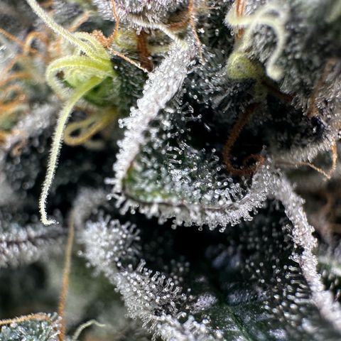 CxLAZ #24 37.13g growlog timeline photo