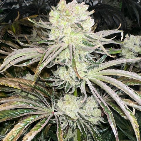 Misc x (LA Kush x Zkittles) #26 60.7g growlog timeline photo
