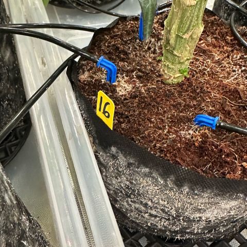 CxLAZ #16 50.72g growlog timeline photo
