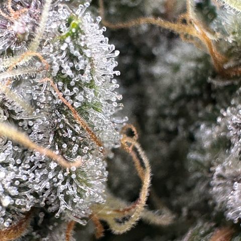CxLAZ #15 52g growlog timeline photo