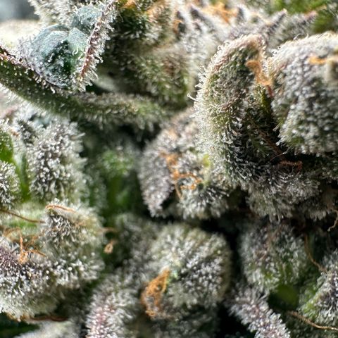 Misc x (LA Kush x Zkittles) #26 60.7g growlog timeline photo