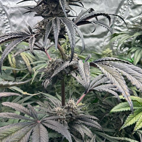 Misc x (LA Kush x Zkittles) #22 34.14g growlog timeline photo