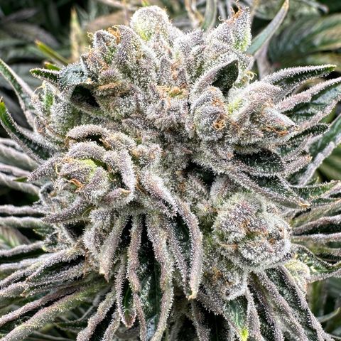 Misc x (LA Kush x Zkittles) #26 60.7g growlog timeline photo
