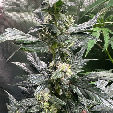 Auto Think Different  #1 growlog timeline photo