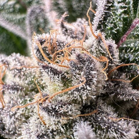 Misc x (LA Kush x Zkittles) #28 13.53g growlog timeline photo