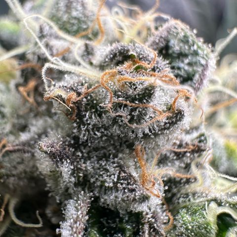 CxLAZ #15 52g growlog timeline photo
