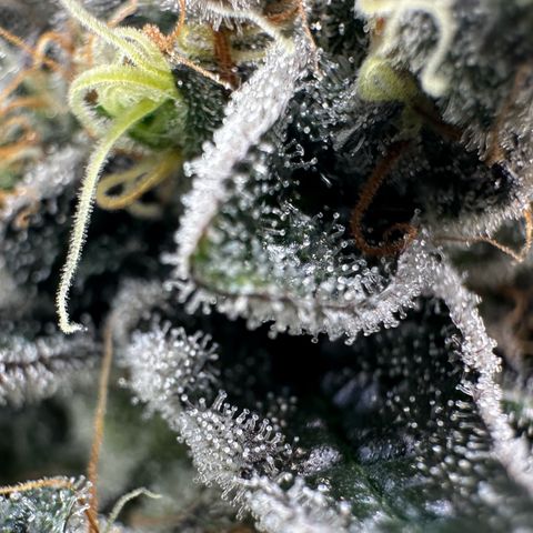 CxLAZ #24 37.13g growlog timeline photo
