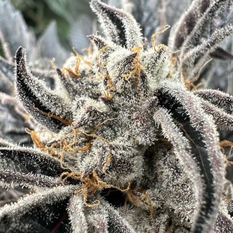 Misc x (LA Kush x Zkittles) #37 42.26g growlog timeline photo