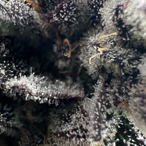 Misc x (LA Kush x Zkittles) #22 34.14g growlog timeline photo