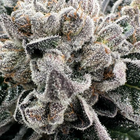 Misc x (LA Kush x Zkittles) #27 33.12g growlog timeline photo