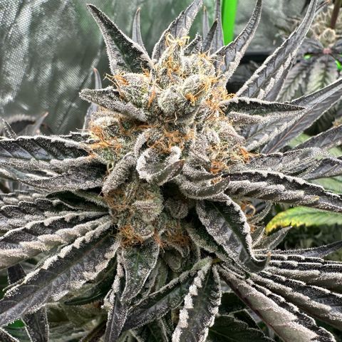 CxLAZ #11 50.28g growlog timeline photo