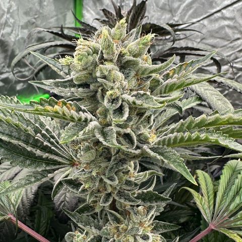 Misc x (LA Kush x Zkittles) #23 28.19g growlog timeline photo