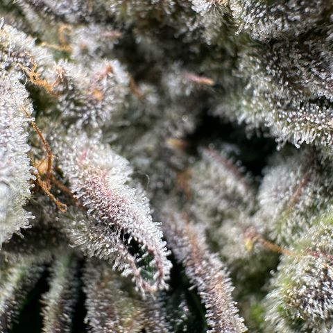 Misc x (LA Kush x Zkittles) #26 60.7g growlog timeline photo