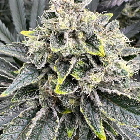 CxLAZ #15 52g growlog timeline photo