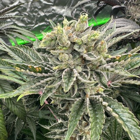 Misc x (LA Kush x Zkittles) #23 28.19g growlog timeline photo