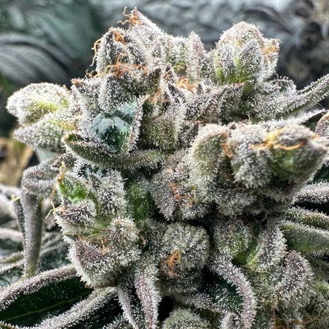 Misc x (LA Kush x Zkittles) #26 60.7g growlog timeline photo
