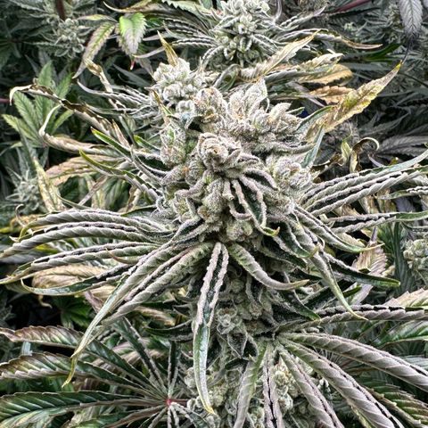 Misc x (LA Kush x Zkittles) #26 60.7g growlog timeline photo