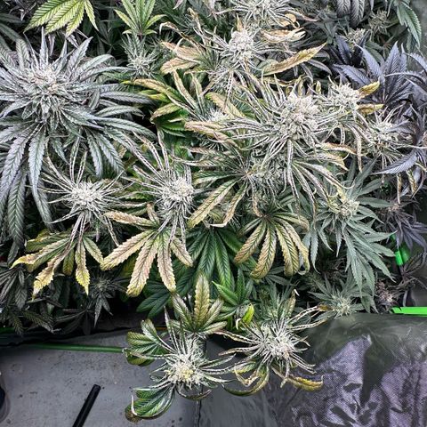 Misc x (LA Kush x Zkittles) #26 60.7g growlog timeline photo